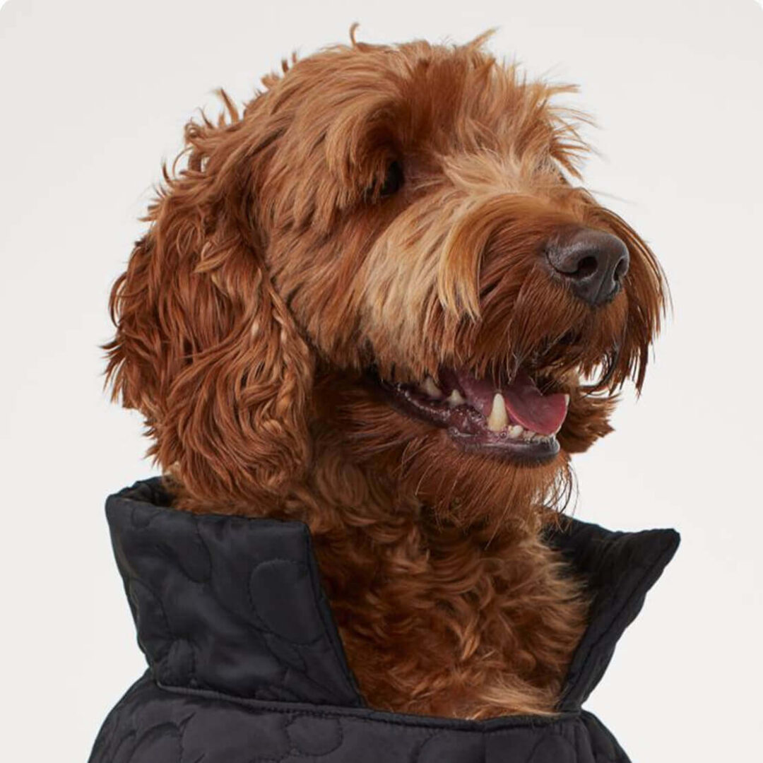 Dog Jacket