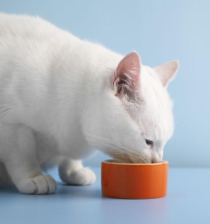 close-up-adorable-pet-eating