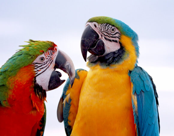 closeup-macaws