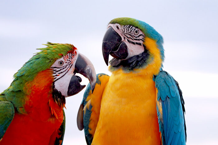 closeup-macaws