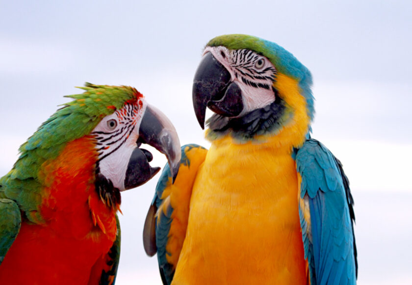 closeup-macaws